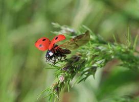 close up of ladybug flying off from blade photo