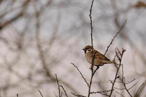 House sparrow in nature a gloomy day photo