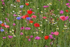 colorful meadow flowers at summer photo