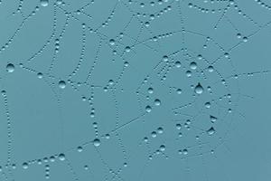 aqua background with close up of rain drops on cobweb photo