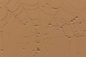 golden background with rain drops on cobweb photo