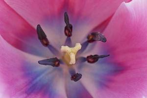 cerca arriba de Violeta tulipán foto