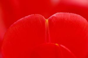 close up of red tulip petals photo