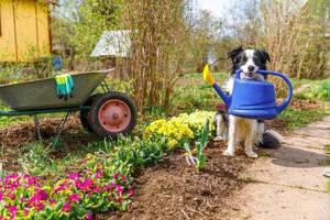 Outdoor portrait of cute dog border collie holding watering can in mouth on garden background. Funny puppy dog as gardener fetching watering can for irrigation. Gardening and agriculture concept. photo