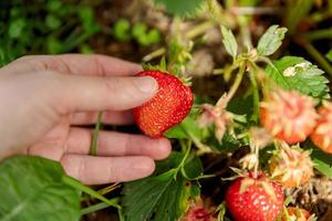 Gardening and agriculture concept. Woman farm worker hand harvesting red ripe strawberry in garden. Woman picking strawberries berry fruit in field farm. Eco healthy organic home grown food concept. photo