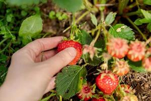 Gardening and agriculture concept. Woman farm worker hand harvesting red ripe strawberry in garden. Woman picking strawberries berry fruit in field farm. Eco healthy organic home grown food concept. photo