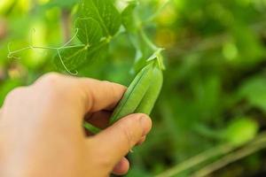 Gardening and agriculture concept. Female farm worker hand harvesting green fresh ripe organic peas on branch in garden. Vegan vegetarian home grown food production. Woman picking pea pods. photo