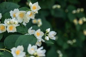 Beautiful white jasmine blossom flowers in spring time. Background with flowering jasmin bush. Inspirational natural floral spring blooming garden or park. Flower art design. Aromatherapy concept. photo