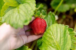 Gardening and agriculture concept. Woman farm worker hand harvesting red ripe strawberry in garden. Woman picking strawberries berry fruit in field farm. Eco healthy organic home grown food concept. photo