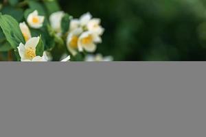 Beautiful white jasmine blossom flowers in spring time. Background with flowering jasmin bush. Inspirational natural floral spring blooming garden or park. Flower art design. Aromatherapy concept. photo