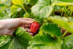 Gardening and agriculture concept. Woman farm worker hand harvesting red ripe strawberry in garden. Woman picking strawberries berry fruit in field farm. Eco healthy organic home grown food concept. photo