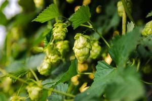 Farming and agriculture concept. Green fresh ripe organic hop cones for making beer and bread, close up. Fresh hops for brewing production. Hop plant growing in garden or farm. photo