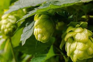 Farming and agriculture concept. Green fresh ripe organic hop cones for making beer and bread, close up. Fresh hops for brewing production. Hop plant growing in garden or farm. photo