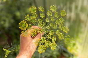 Gardening and agriculture concept. Female farm worker hand harvesting green fresh ripe organic dill in garden bed. Eco healthy organic home grown food production. Woman farmer picking fragrant herb. photo