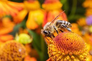 Honey bee covered with yellow pollen drink nectar, pollinating flower. Inspirational natural floral spring or summer blooming garden background. Life of insects, Extreme macro close up selective focus photo