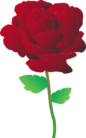 Red rose flower PNG