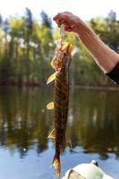 Fisherman hand with fish pike against background of beautiful nature and lake or river photo