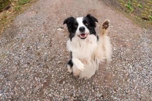 Pet activity. Puppy dog border collie walking in park outdoor. Pet dog with funny face jumping on road in summer day. Pet care and funny animals life concept. Funny emotional dog. photo