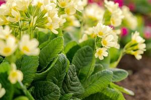 Easter concept. Primrose Primula with yellow flowers in flowerbed in spring time. Inspirational natural floral spring or summer blooming garden or park. Hello spring. photo
