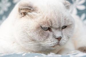 Funny short haired domestic white British cat sleeping indoor at home. Kitten resting and relax on blue sofa. Pet care and animals concept. photo