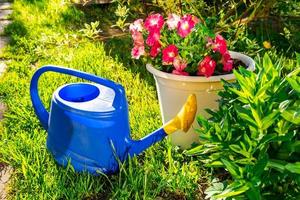 Herramientas de jardinería. regadera de plástico azul para plantas de riego colocadas en el jardín con flores en el macizo de flores y maceta. concepto de afición a la jardinería. foto