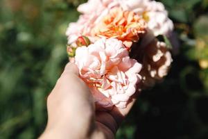 Woman hand holding pink rose flowers in rockery in summer time. Gardener worker cares about flowers in flower garden. Floriculture hobby and flower planting cultivating concept. photo