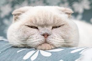 gracioso gato británico blanco doméstico de pelo corto durmiendo en casa. gatito descansando y relájate en el sofá azul. cuidado de mascotas y concepto de animales. foto