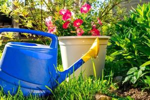 Gardening tools. Blue plastic watering can for irrigation plants placed in garden with flower on flowerbed and flowerpot. Gardening hobby concept. photo