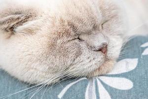 gracioso gato británico blanco doméstico de pelo corto durmiendo en casa. gatito descansando y relájate en el sofá azul. cuidado de mascotas y concepto de animales. foto