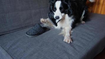 Naughty playful puppy dog border collie after mischief biting slipper lying on couch at home. Guilty dog and destroyed living room. Damage messy home and puppy with funny guilty look. photo