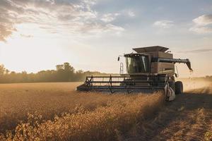 Harvesting of soybean field with combine photo