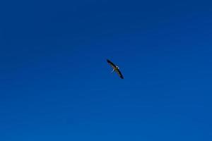 cigüeña volando en el cielo azul con nubes blancas foto