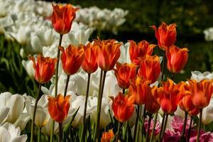 Spring field of colorful tulips photo