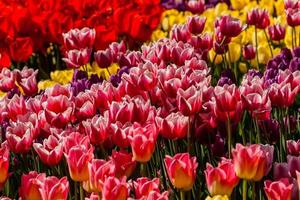Spring field of colorful tulips photo