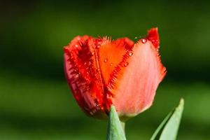 Macro of red tulips on a background of green grass photo