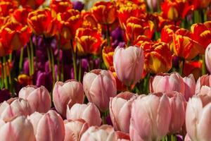 Spring field of colorful tulips photo
