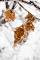 hojas de invierno cubiertas de nieve y escarcha foto