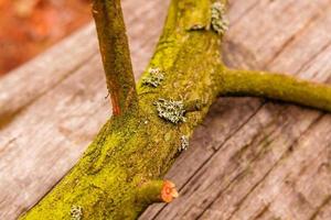 texture of a green forest stick photo