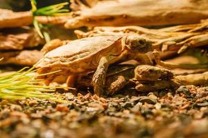 dos sulcata tortugas apareamiento un rojo lámpara foto