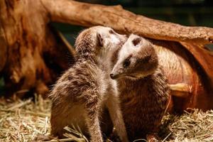 Beautiful meerkats are played photo