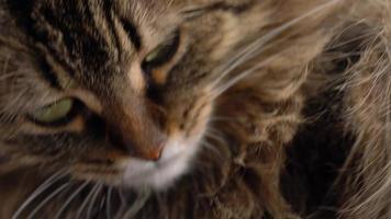 Cute muzzle of a tabby domestic cat that looks in different directions video