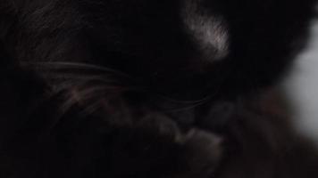 Cute muzzle of a black cat which washes himself close up video