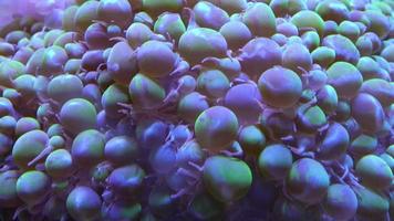 Algae are moving in the aquarium close up video