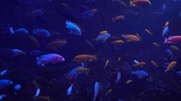 ljus fisk simma i de akvarium video