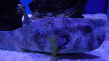 brillante pescado nadar en el acuario video