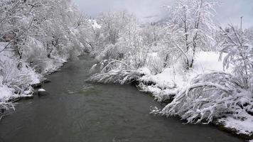 Winter mountain river surrounded by trees and banks of snow-covered video