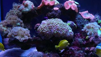 luminosa pesce nuotare nel il acquario video