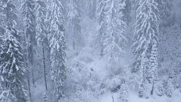 Flight over snowy mountain coniferous forest. Clear frosty weather video