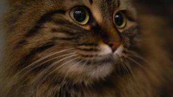 Cute muzzle of a tabby domestic cat that looks in different directions video