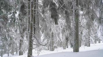 schnell wendig Flug zwischen Bäume im ein Winter Wald im Schneefall. Schneeflocken fallen richtig in das Kamera video